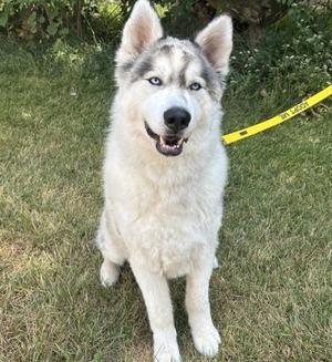 Stark, Mixed Breed, adult, available for adoption