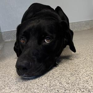 JB, Mixed Breed, adult, available for adoption