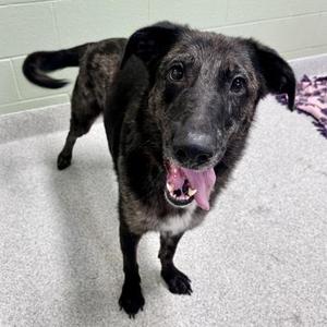 Bowser, Mixed Breed, adult, available for adoption
