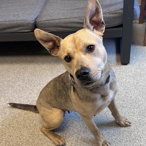 Piper, Mixed Breed, adult, available for adoption