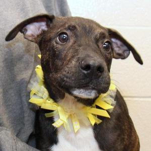 Gibbs, Mixed Breed, young, available for adoption