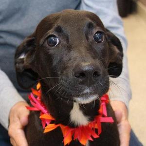 Callie, Mixed Breed, young, available for adoption