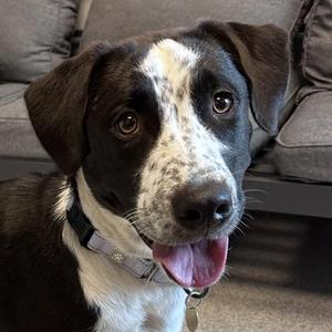 Leoni, Mixed Breed, adult, available for adoption