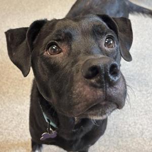 J. Cole, Mixed Breed, adult, available for adoption