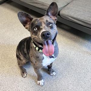 Jude, Mixed Breed, adult, available for adoption
