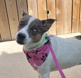 Jewel, Mixed Breed, adult, available for adoption