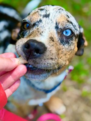 Tess, Catahoula Leopard Dog, young, available for adoption