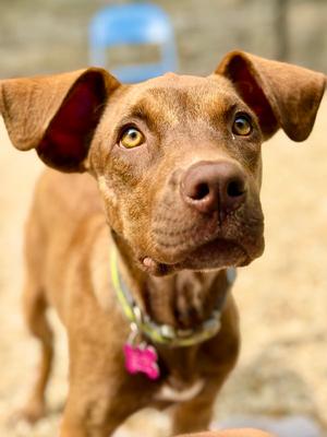 Taffy, Catahoula Leopard Dog, young, available for adoption