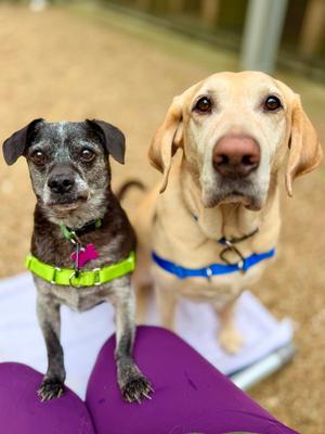 Tucker, Labrador Retriever, senior, available for adoption