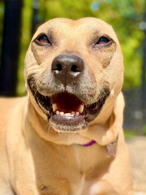Dakota, Pit Bull Terrier, senior, available for adoption