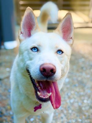 Simba 2, Husky, adult, available for adoption