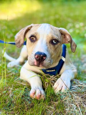 Tamilu, Catahoula Leopard Dog, young, available for adoption