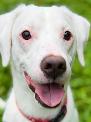 Moose, Jack Russell Terrier, young, available for adoption