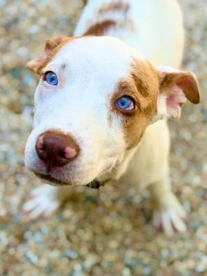 Tootsie, Catahoula Leopard Dog, young, available for adoption