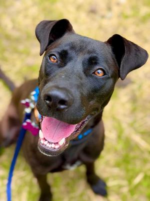 Marsala, Labrador Retriever, adult, available for adoption