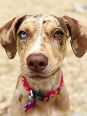 Tulip, Catahoula Leopard Dog, available for adoption
