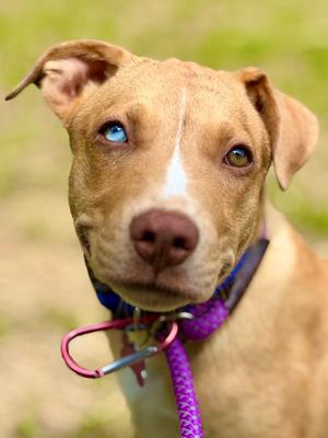 Trey, Catahoula Leopard Dog, available for adoption