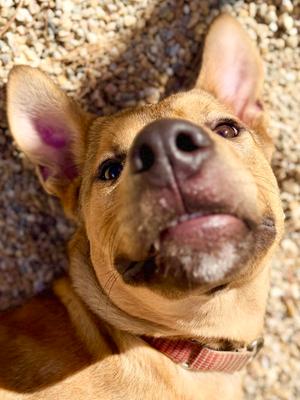 Roo, Shepherd / Labrador Retriever, adult, available for adoption