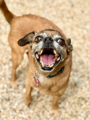 Lulu, Chihuahua / Pug, senior, available for adoption