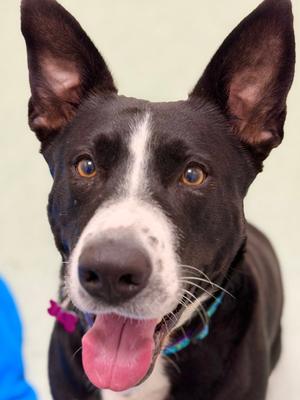 Sadie, Staffordshire Bull Terrier / Pit Bull Terrier, adult, available for adoption