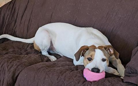 Bailey SC, Labrador Retriever, young, available for adoption