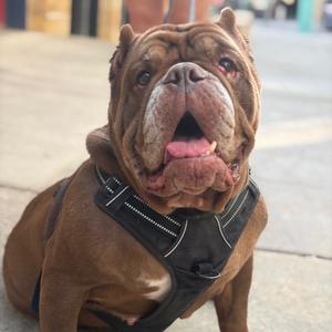 Pearl, Bulldog, Old English, adult, available for adoption