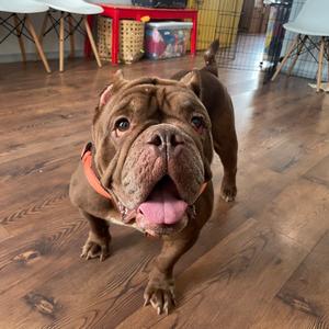 Pearl, Bulldog, Old English, adult, available for adoption