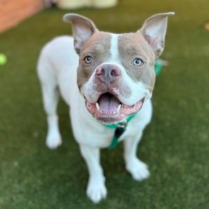 Milk Dud, Mixed Breed (Medium), adult, available for adoption