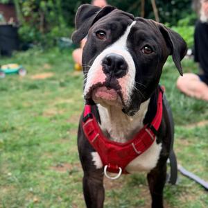 Lennon, Mixed Breed (Medium), adult, available for adoption