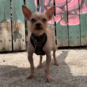 Bubbles, Chihuahua, Long Coat, adult, available for adoption