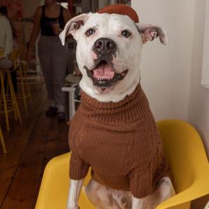 Ludwig, Terrier, American Pit Bull, adult, available for adoption