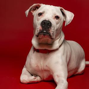 a white dog