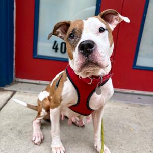 Gingersnap, Mixed Breed (Medium), adult, available for adoption