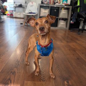 Parsnip, Mixed Breed (Small), adult, available for adoption
