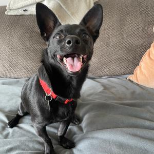 Gomez, Chihuahua, adult, available for adoption