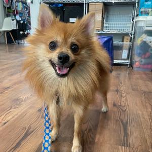 A fluffy brown dog with a happy expression, wearing a blue leash, standing on a wooden floor.