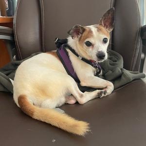 Dodger, Mixed Breed (Small), senior, available for adoption