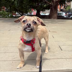 Tusk, Mixed Breed (Small), young, available for adoption