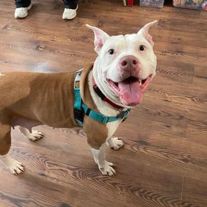 A white and brown pitbull dog wearing a teal harness stands on a wooden floor, looking at the camera with its tongue out.