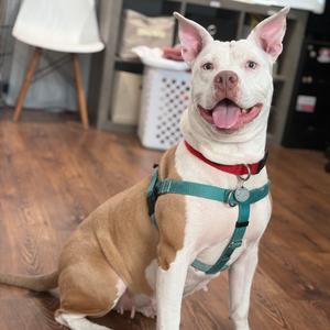 Paloma, Mixed Breed (Medium), adult, available for adoption
