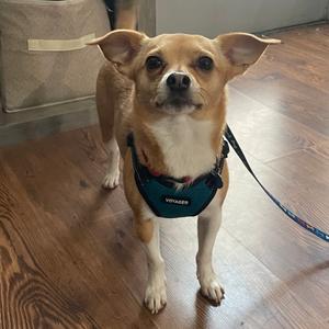 Tostito, Chihuahua, adult, available for adoption