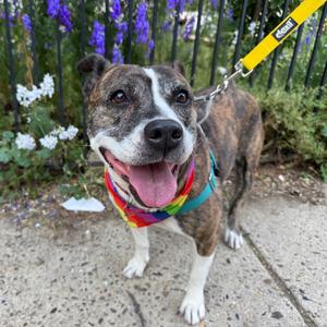 Laroo, Terrier, American Staffordshire, adult, available for adoption
