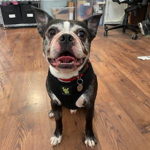 Ferdinand, Terrier, Boston, adult, available for adoption