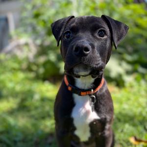 K-Ci, Rottweiler, available for adoption