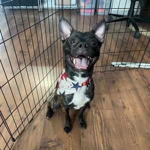Twiglet, Chihuahua, Short Coat, adult, available for adoption