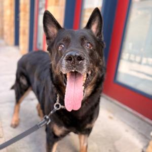 Marsha, Shepherd, German, adult, available for adoption