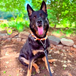 Marsha, Shepherd, German, adult, available for adoption