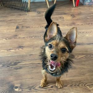 A small, scruffy terrier mix dog with its tongue out and looking up at the camera, standing on a wooden floor.
