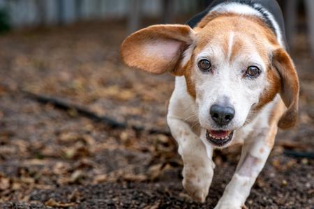 Bugle, Beagle, senior, available for adoption