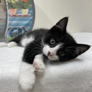 Amethyst, kitten, available for adoption